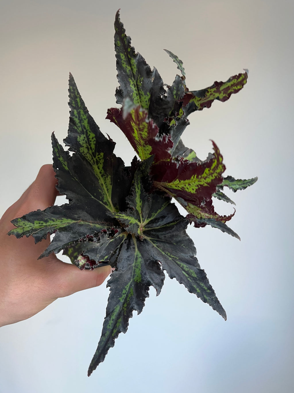 Begonia Lion dance