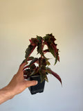 Begonia Ginny Galaxy
