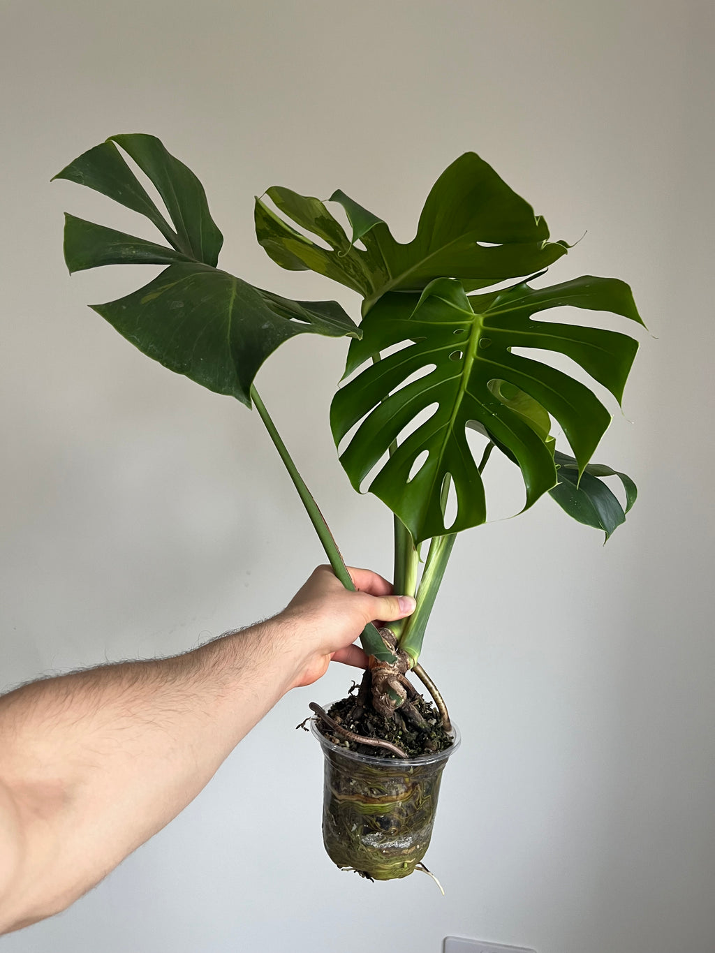 Monstera Lime lightning Large Form