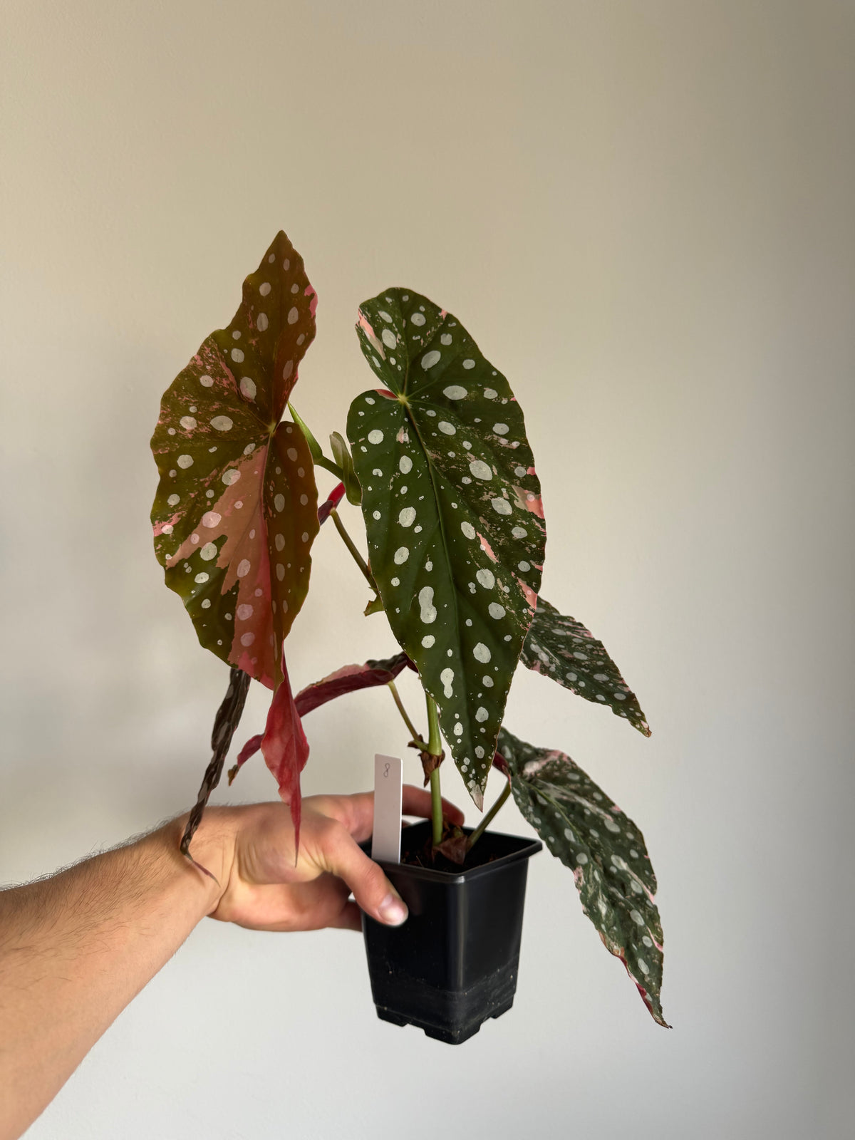 Begonia Maculata pink variegated #8