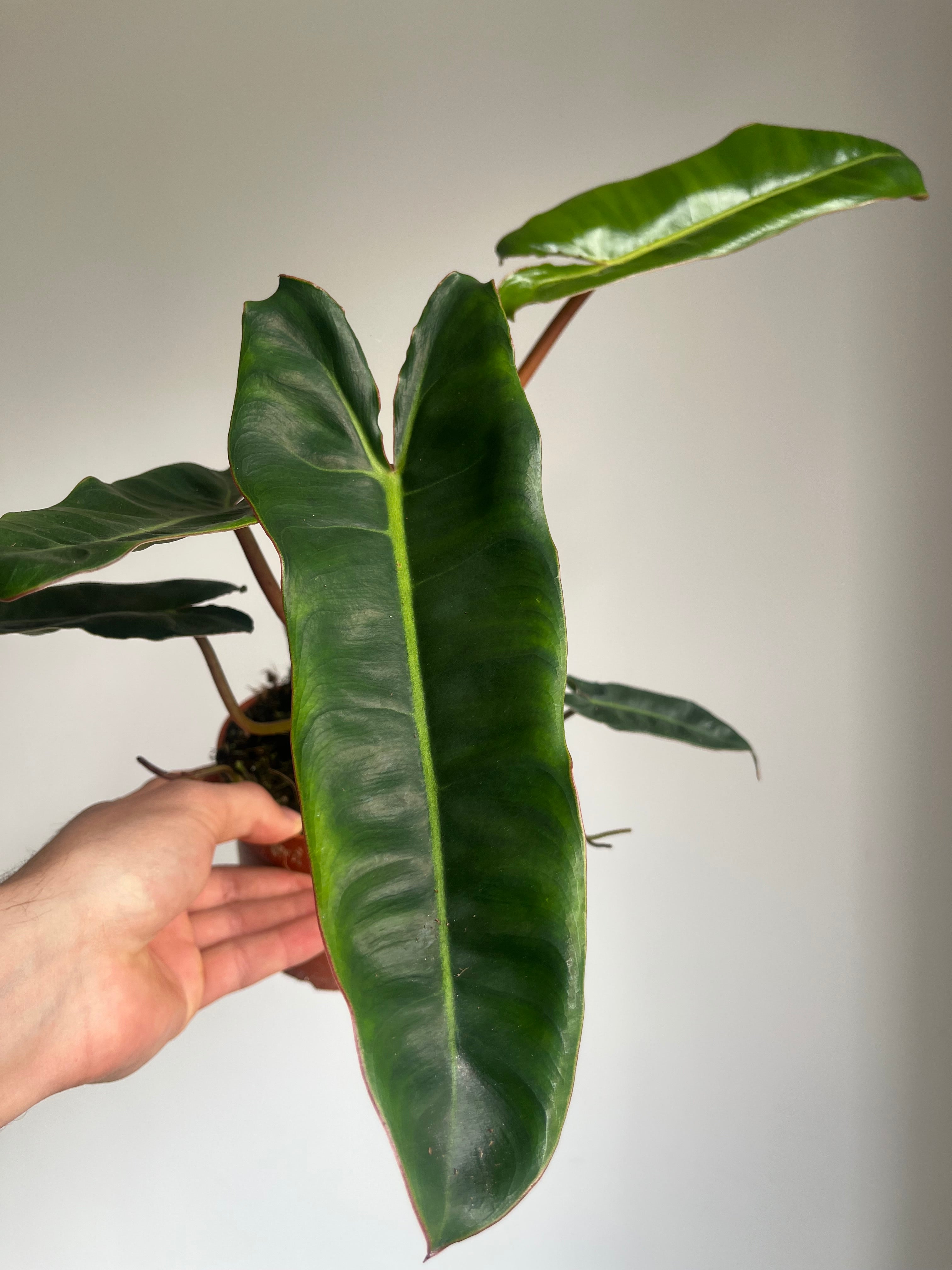 Philodendron billietiae