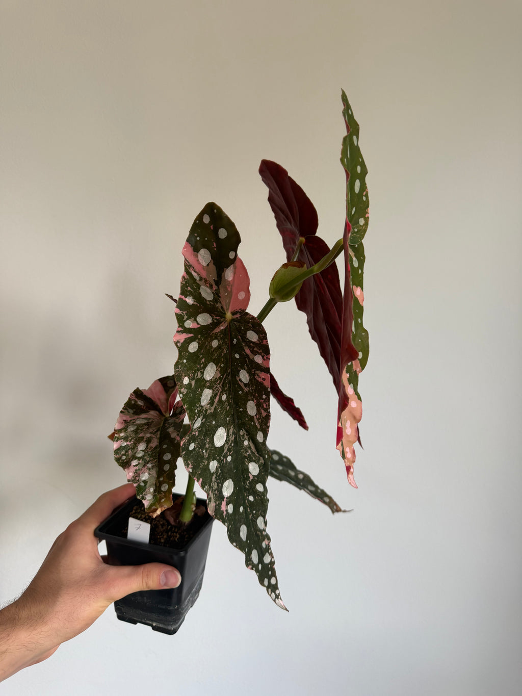 Begonia Maculata pink variegated #5