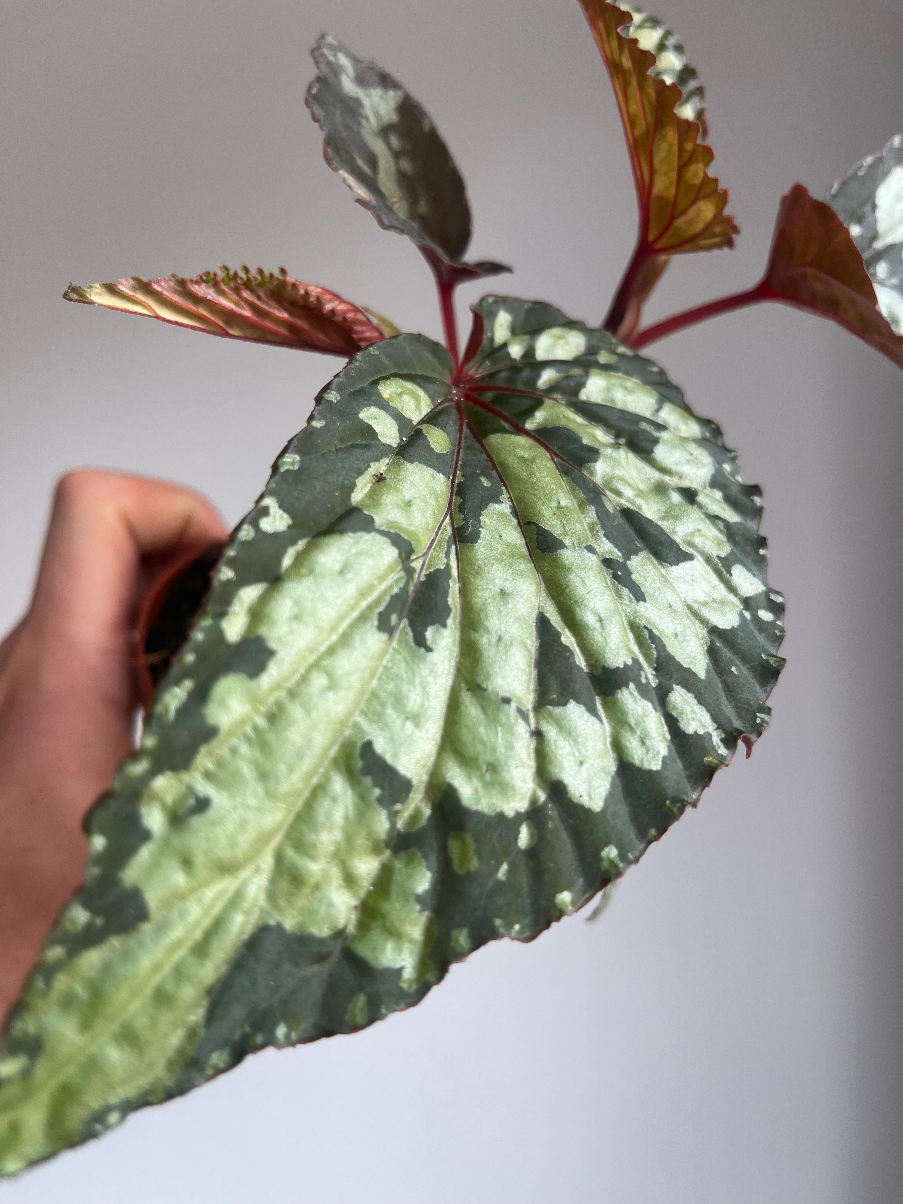 Begonia 'Lucifer'