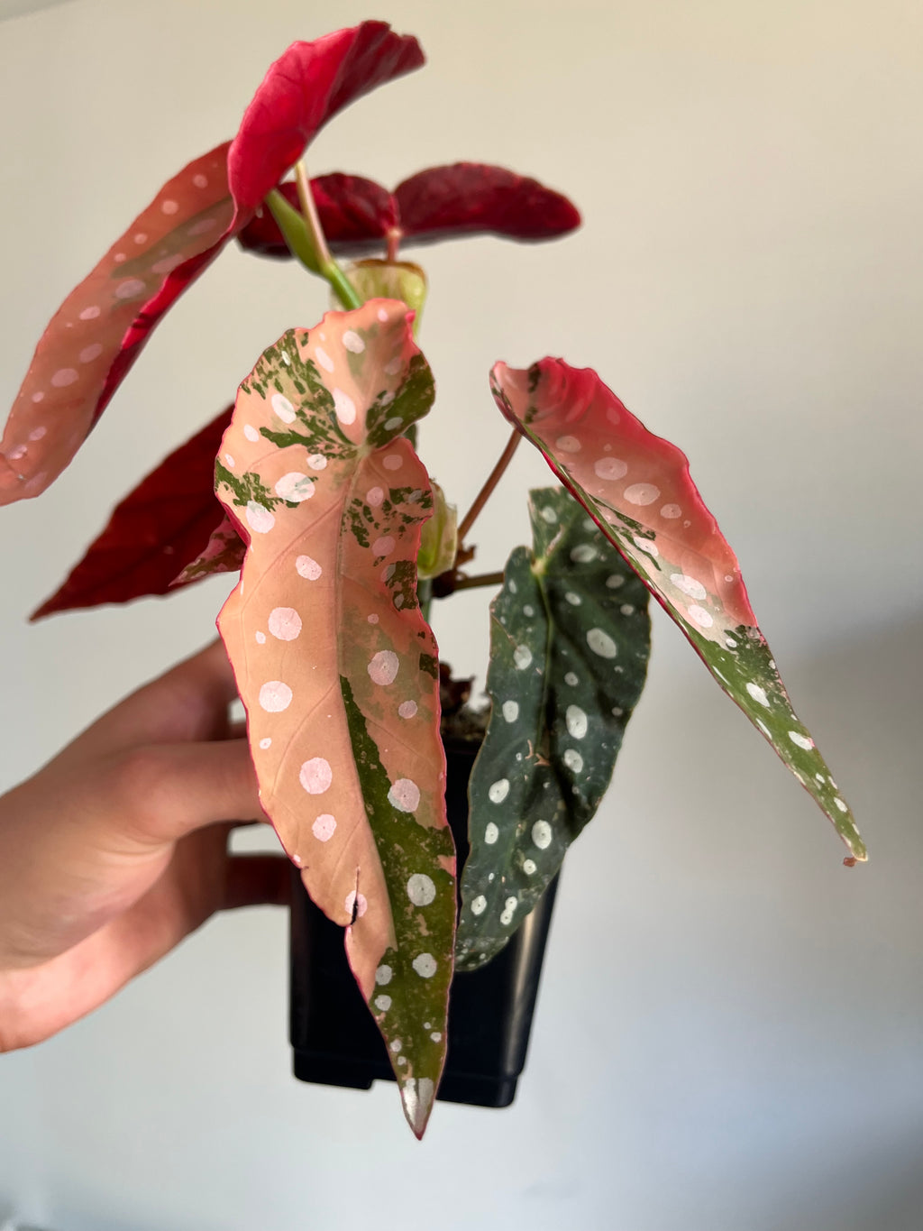 Begonia Maculata ‘pink’ #10