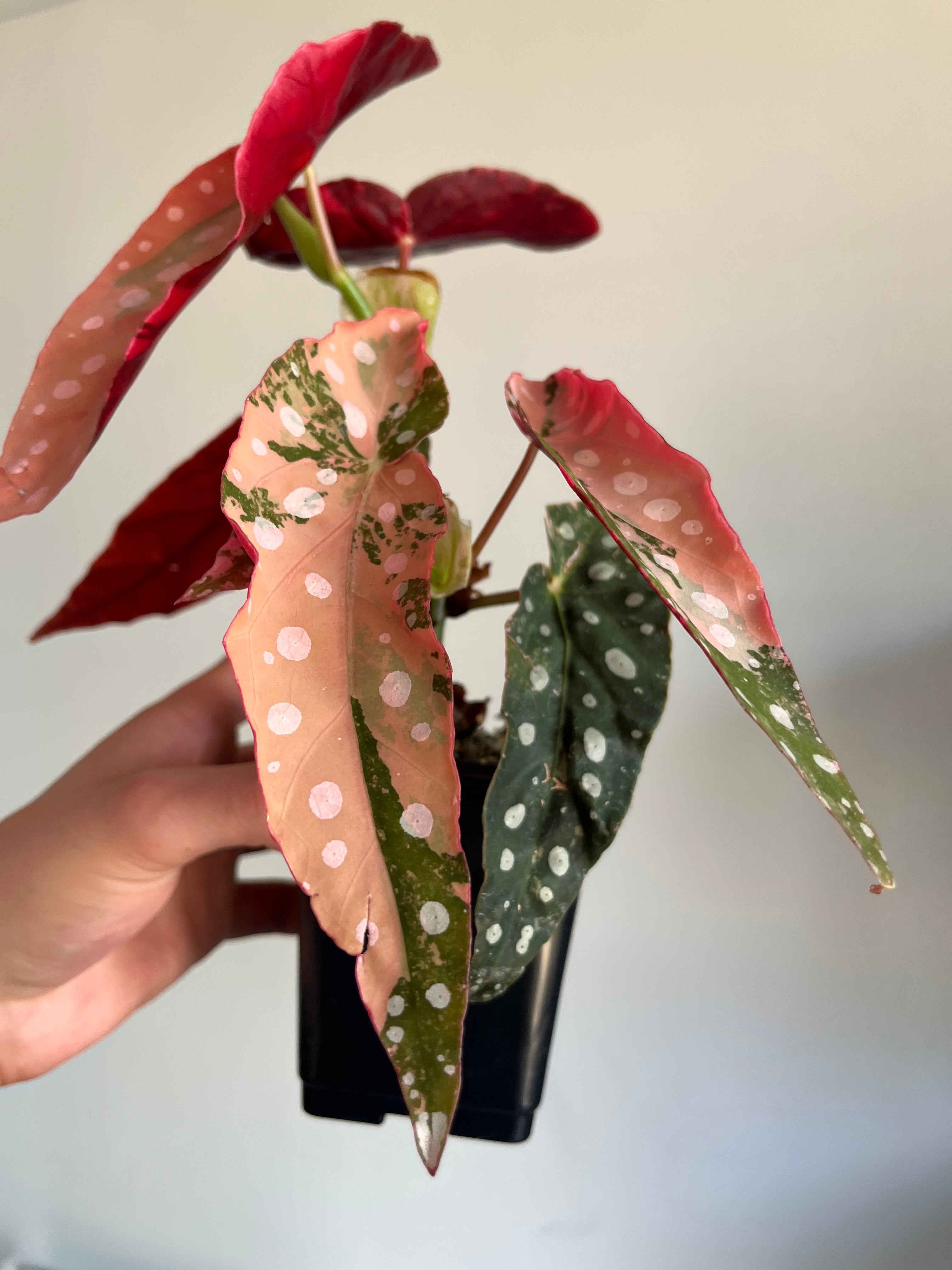 Begonia Maculata ‘pink’ #10