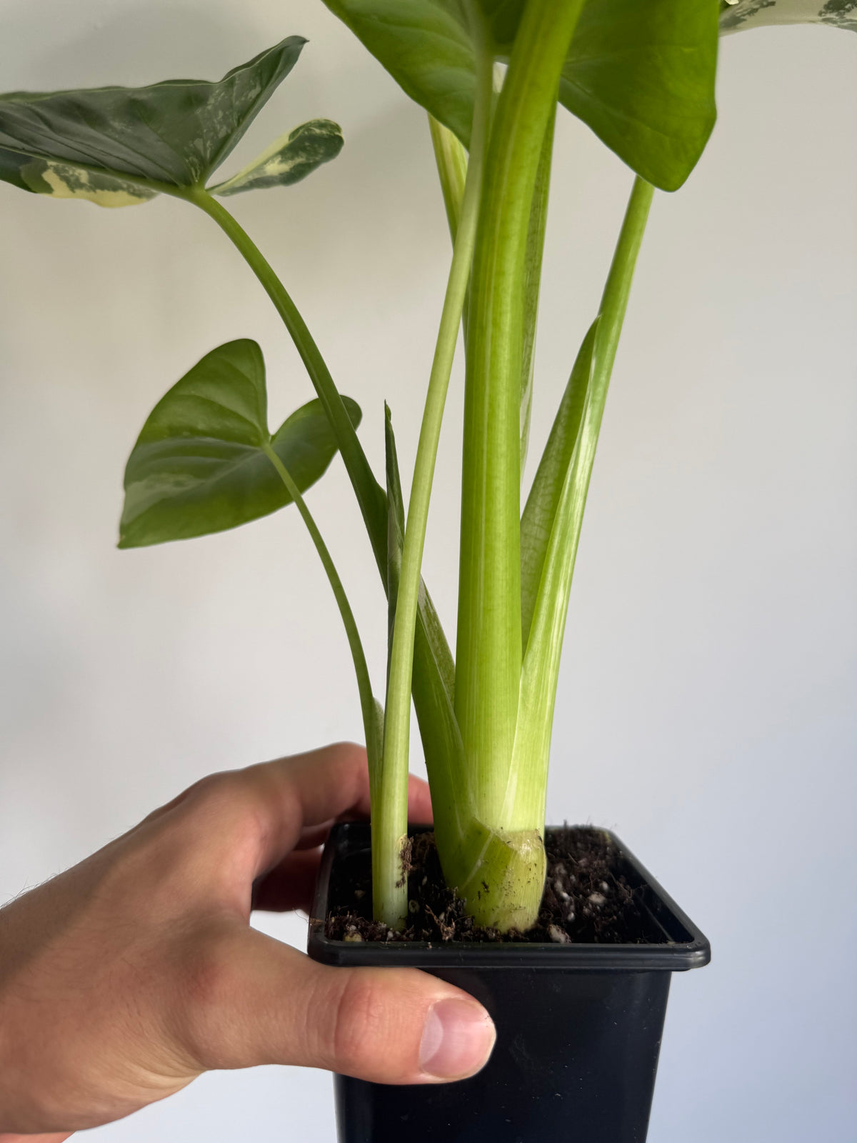 Alocasia macrorrhiza 'Variegata' large size