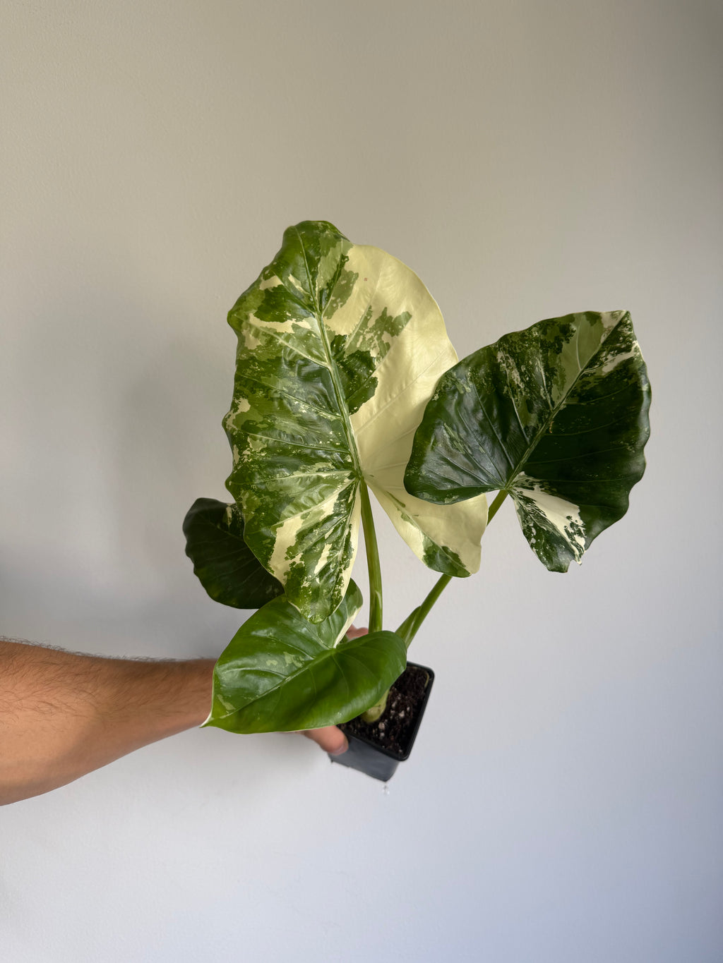 Alocasia macrorrhiza 'Variegata' large size