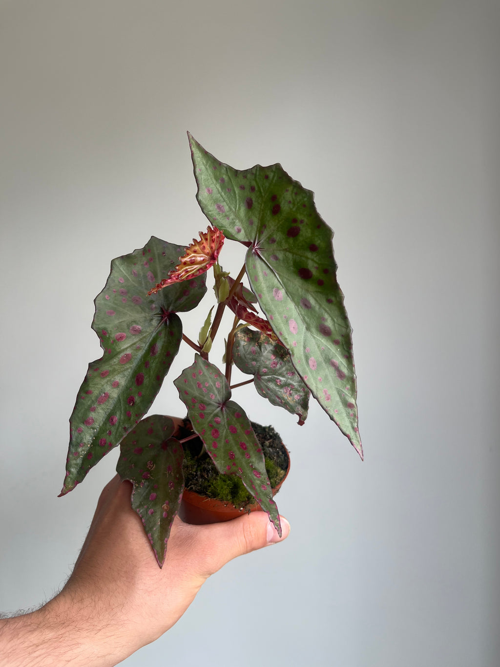 Begonia amphioxus x malachosticta