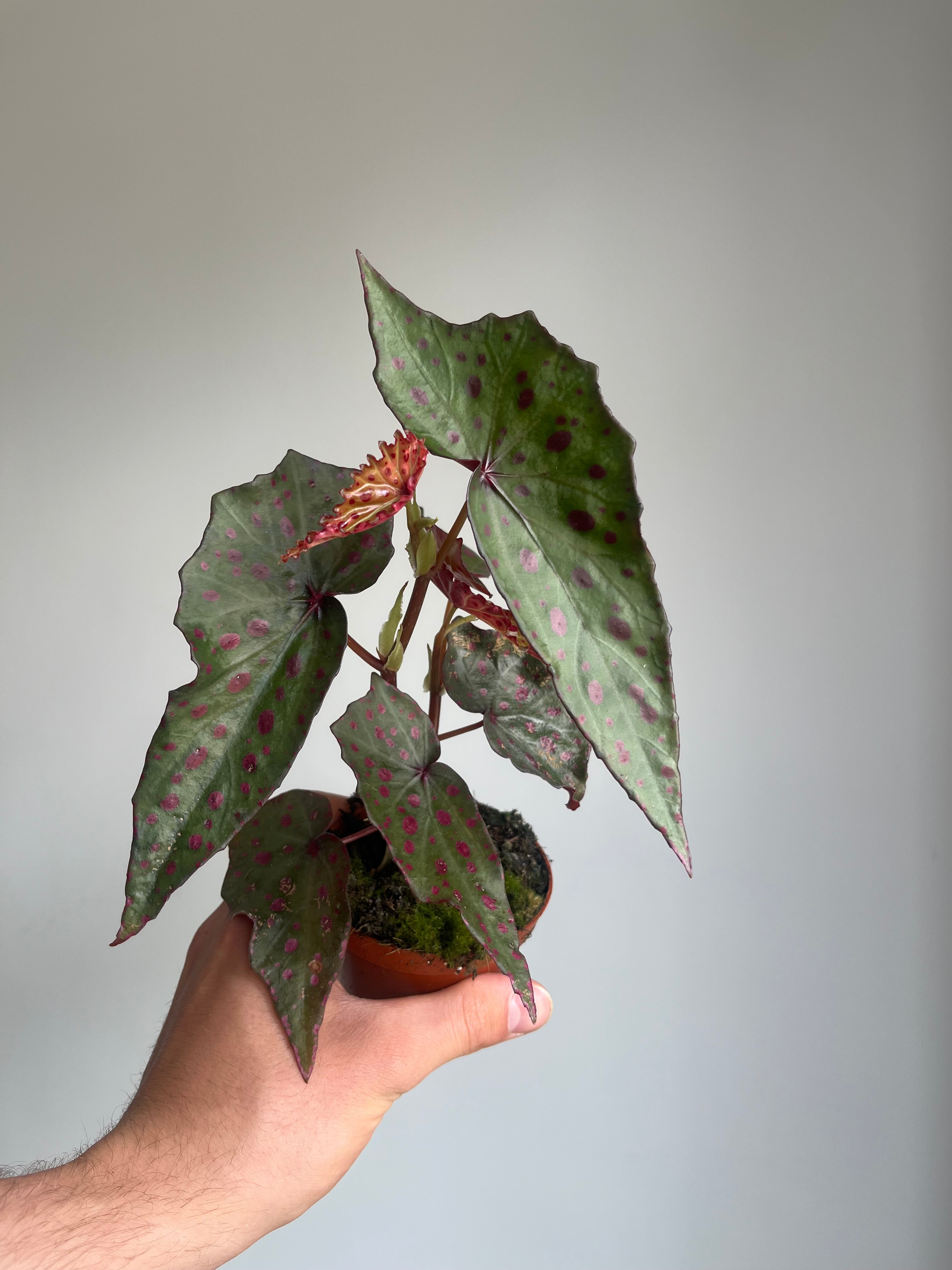 Begonia amphioxus x malachosticta