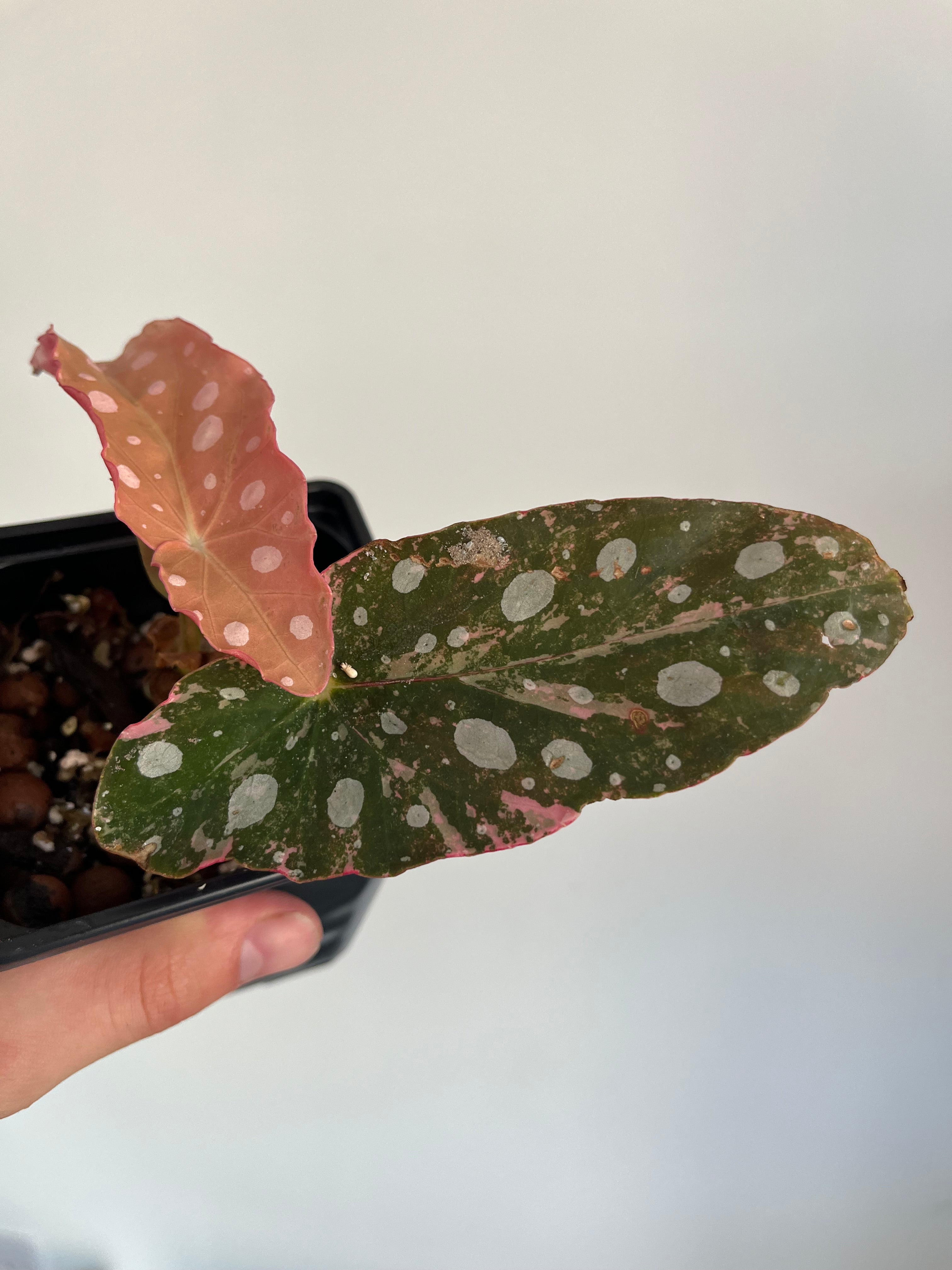 Begonia Maculata ‘pink’ #7