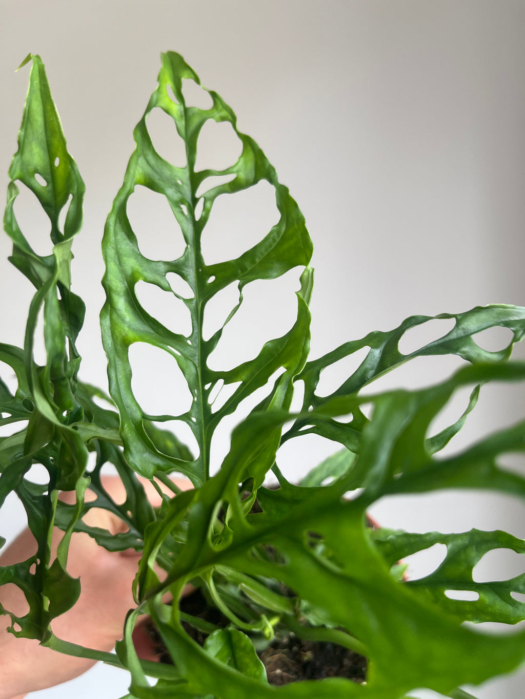 Monstera obliqua 'Peru'