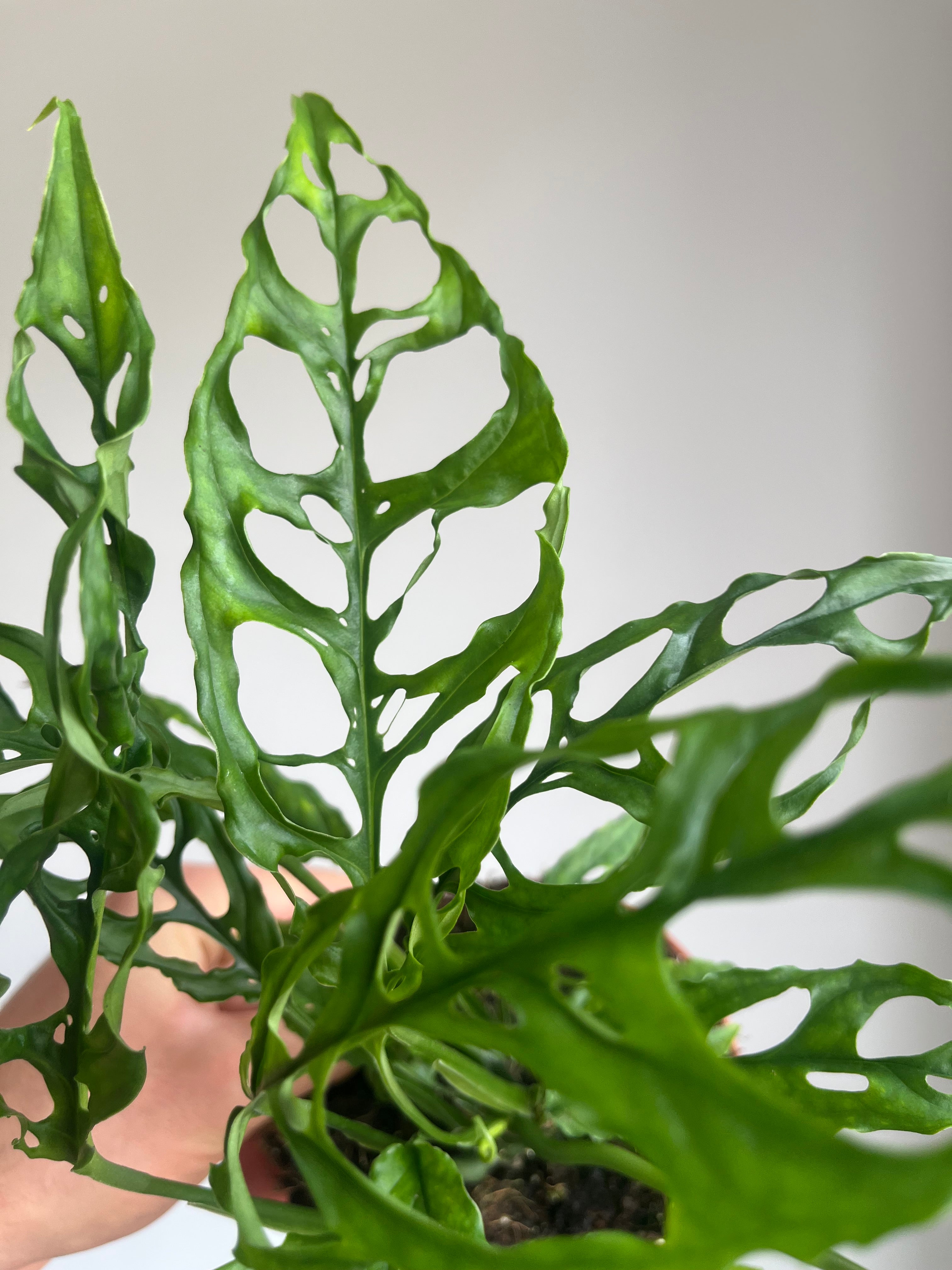 Monstera obliqua 'Peru'