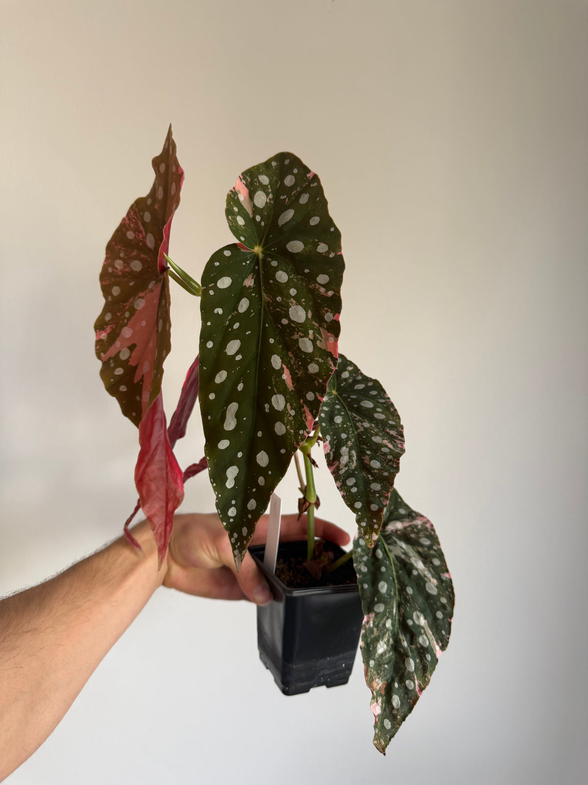 Begonia Maculata pink variegated #8