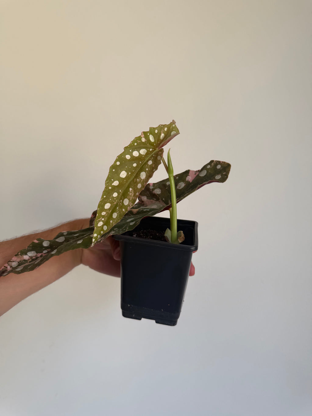 Begonia Maculata ‘pink’ #3