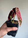 Begonia Pink Maculata