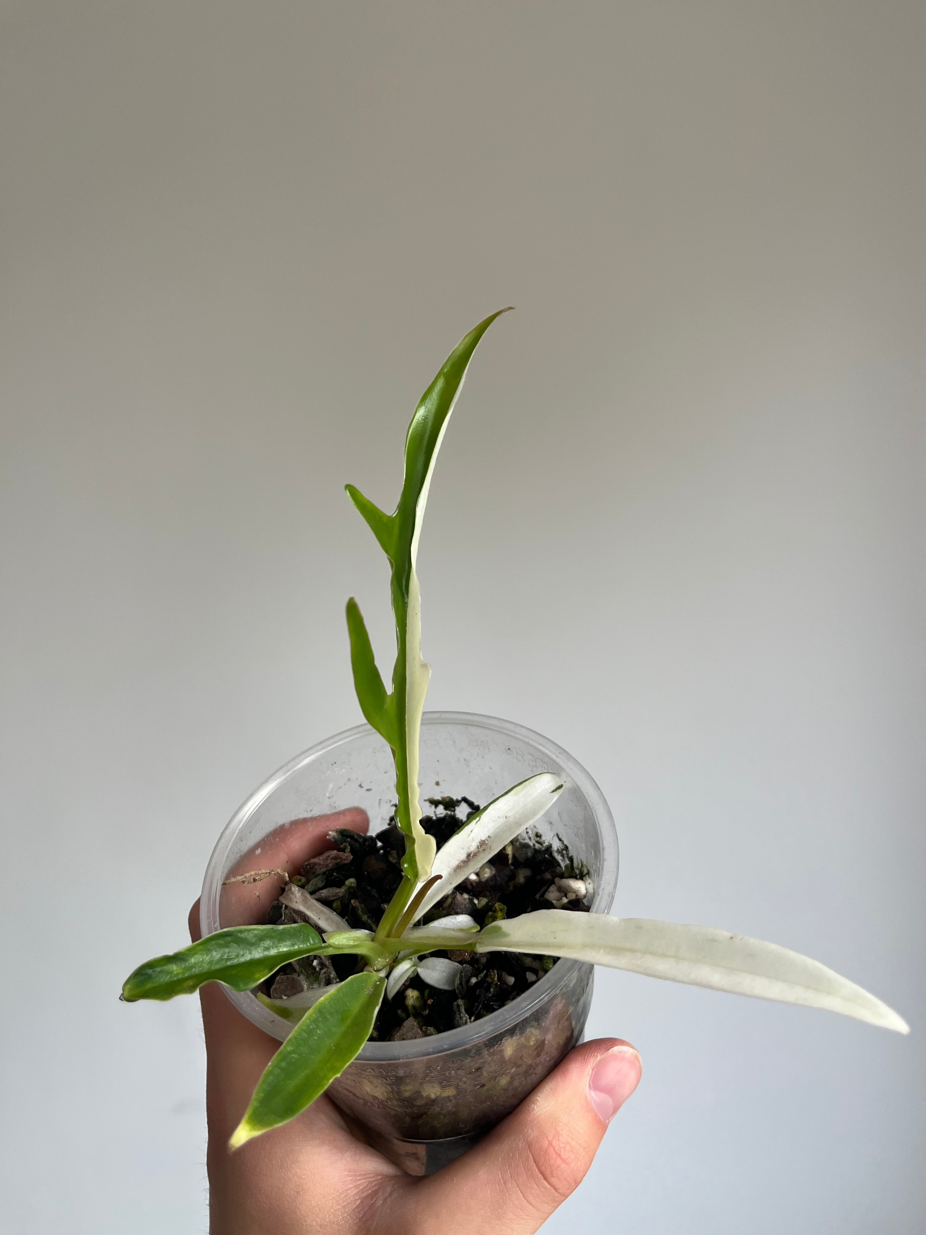 Philodendron tortum 'Albo'