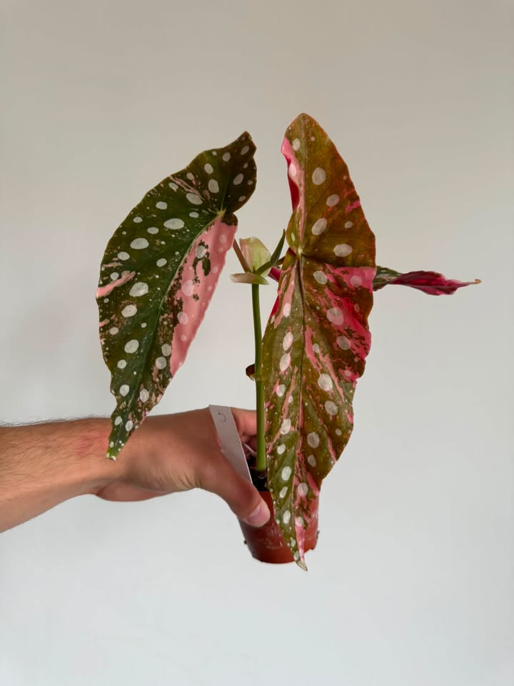 Begonia Maculata pink variegated  #4