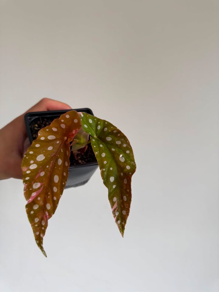 Begonia Maculata ‘pink’ #2