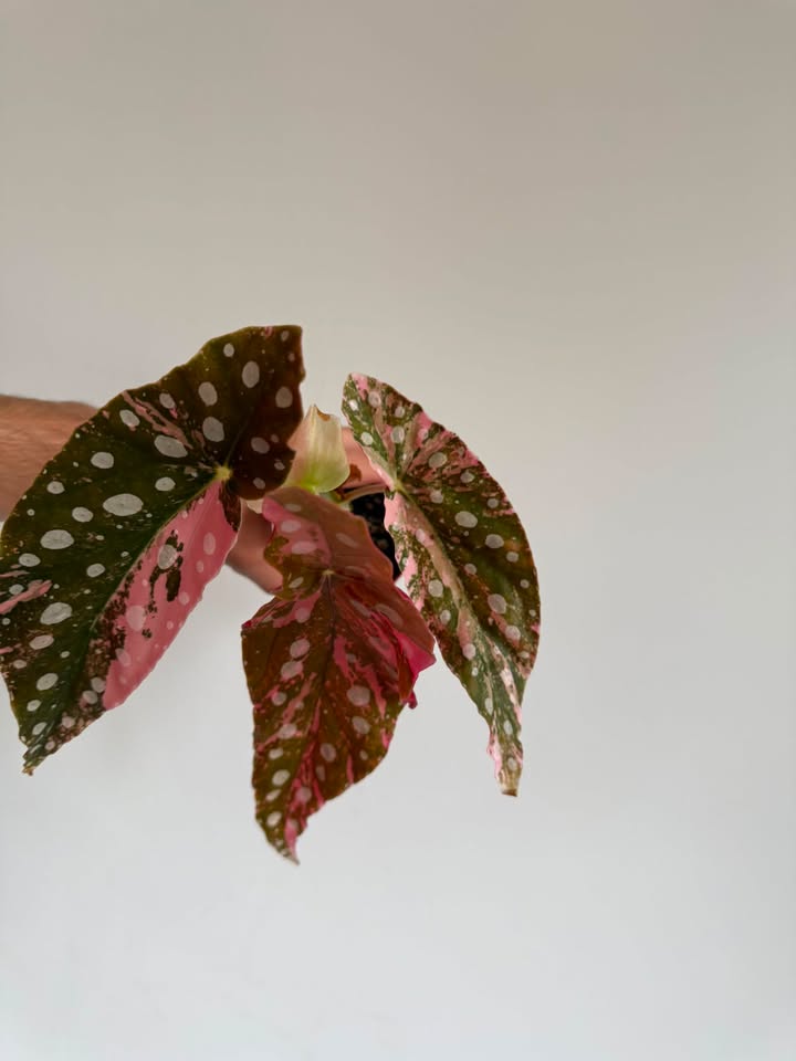 Begonia Maculata pink variegated  #4