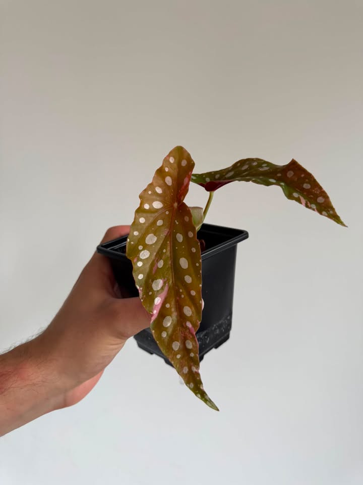 Begonia Maculata ‘pink’ #2
