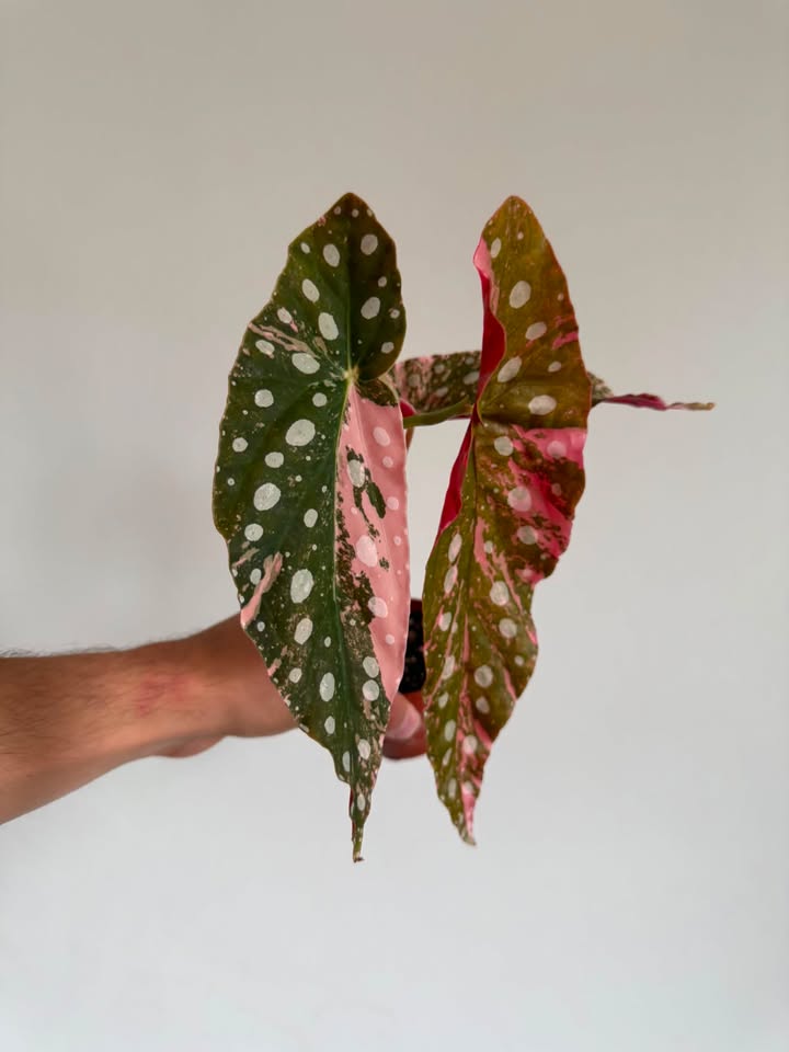 Begonia Maculata pink variegated  #4