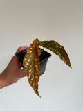Begonia Maculata ‘pink’ #2
