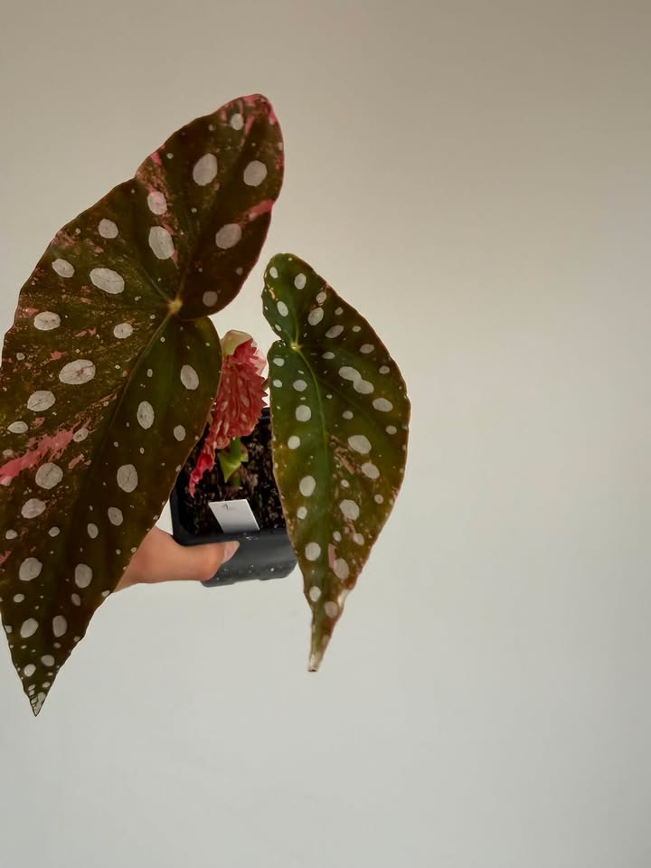 Begonia Maculata pink variegated  #1