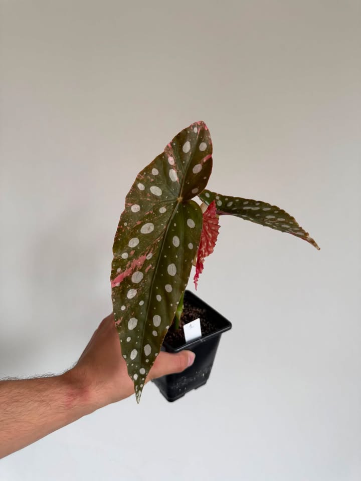 Begonia Maculata pink variegated  #1