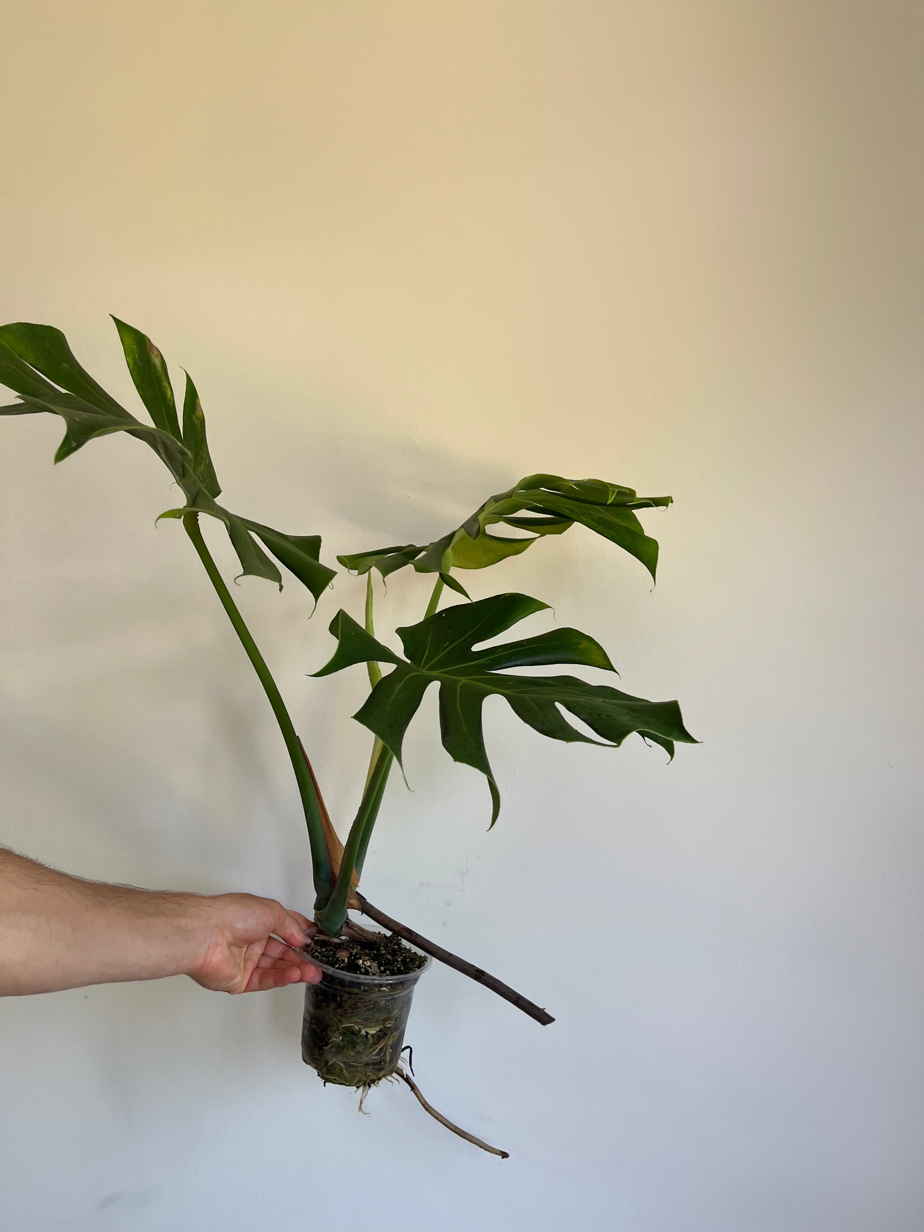 Monstera Lime lightning Large Form