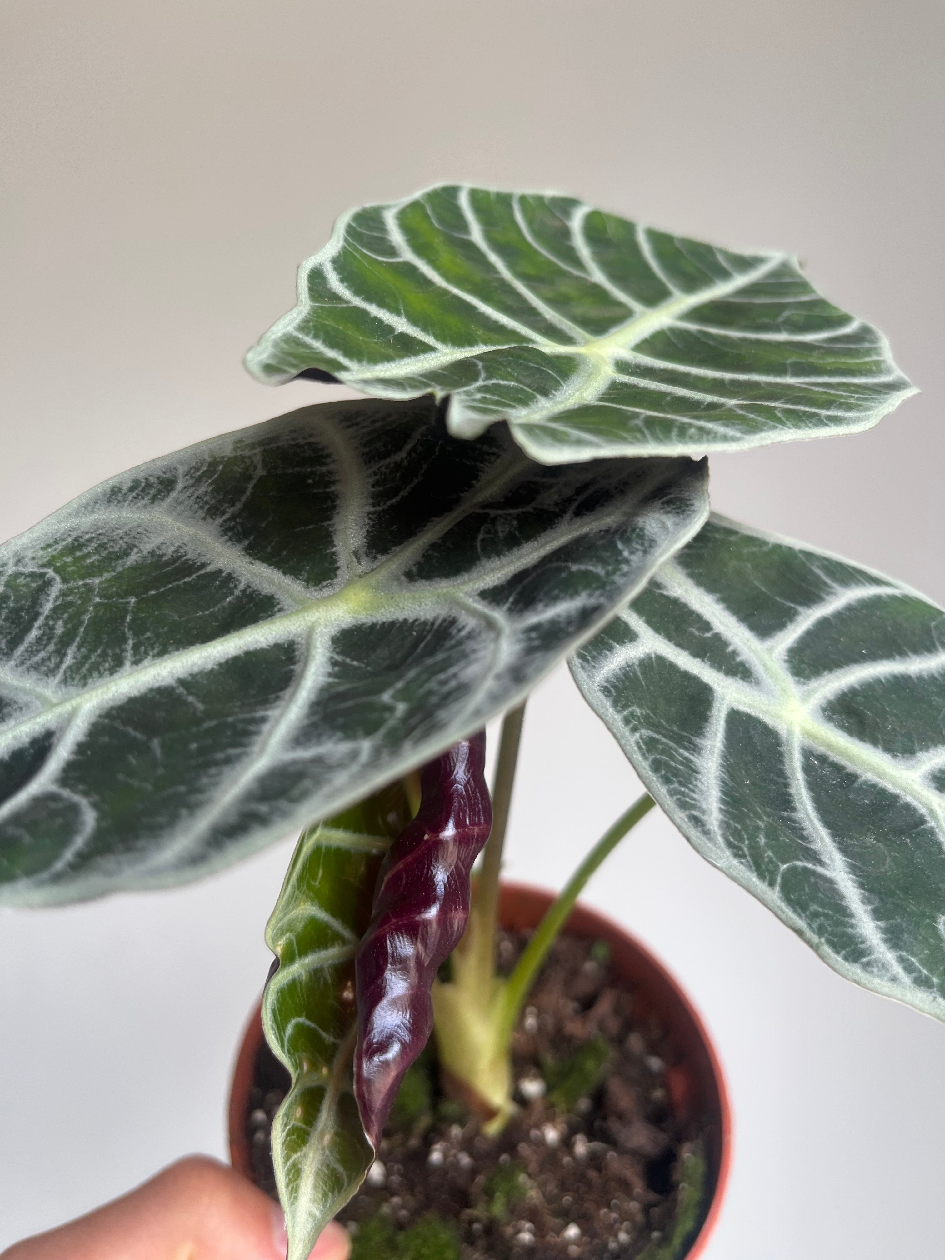 Alocasia 'Watsoniana Lightning'