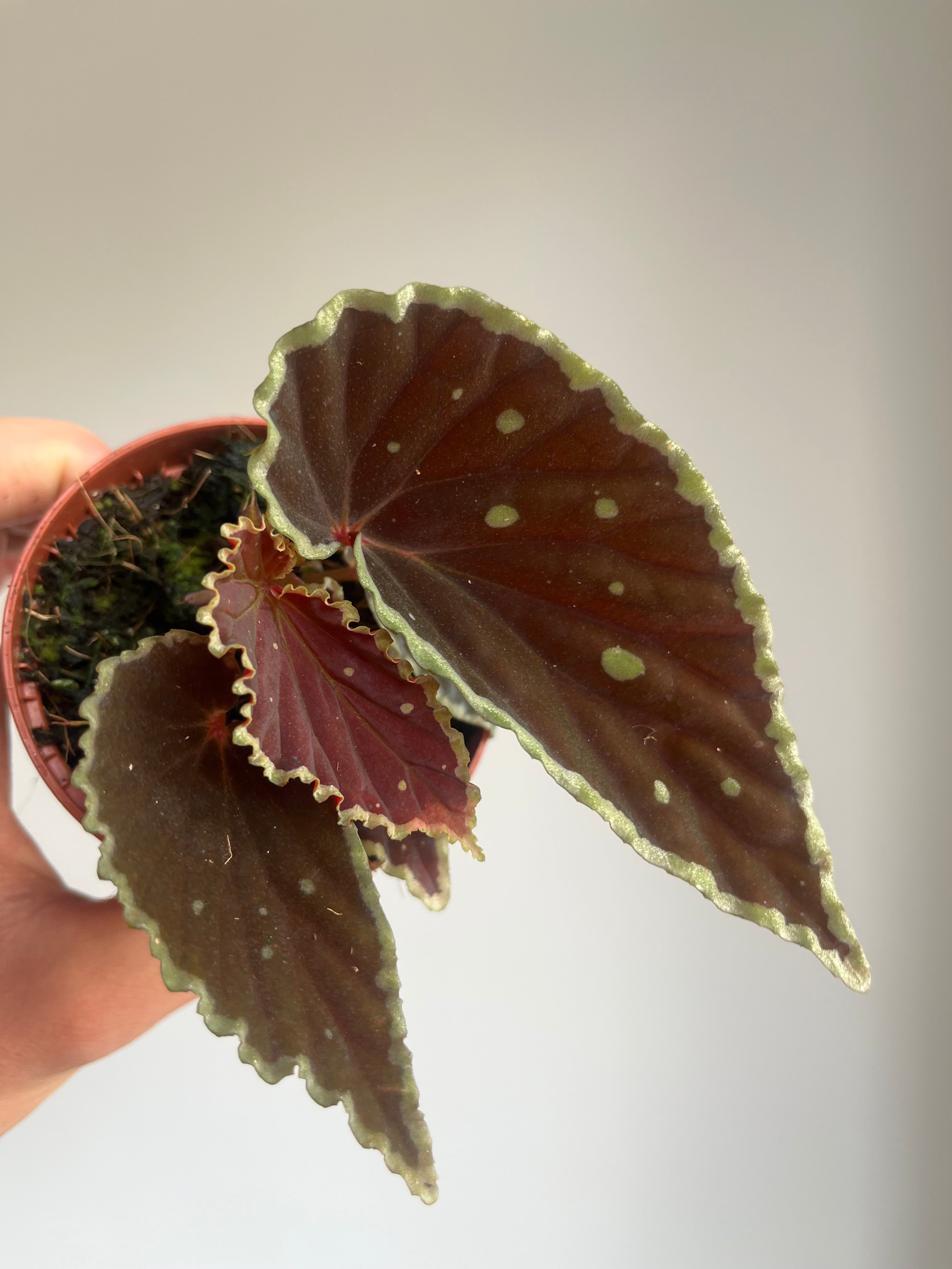 Begonia Darthvaderiana 'Green spots'