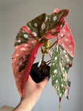 Begonia Maculata ‘pink’ #8