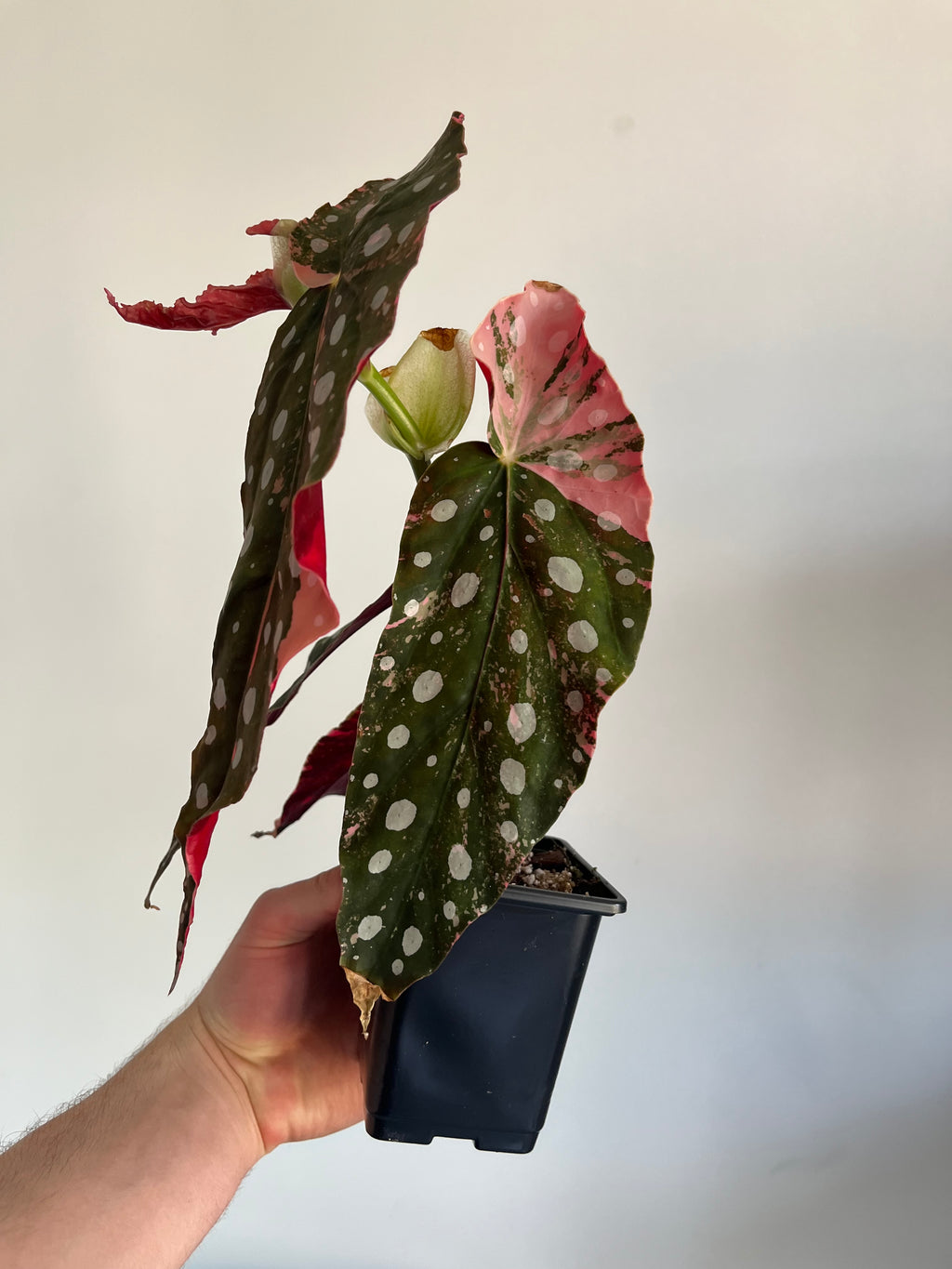 Begonia Maculata ‘pink’ #2