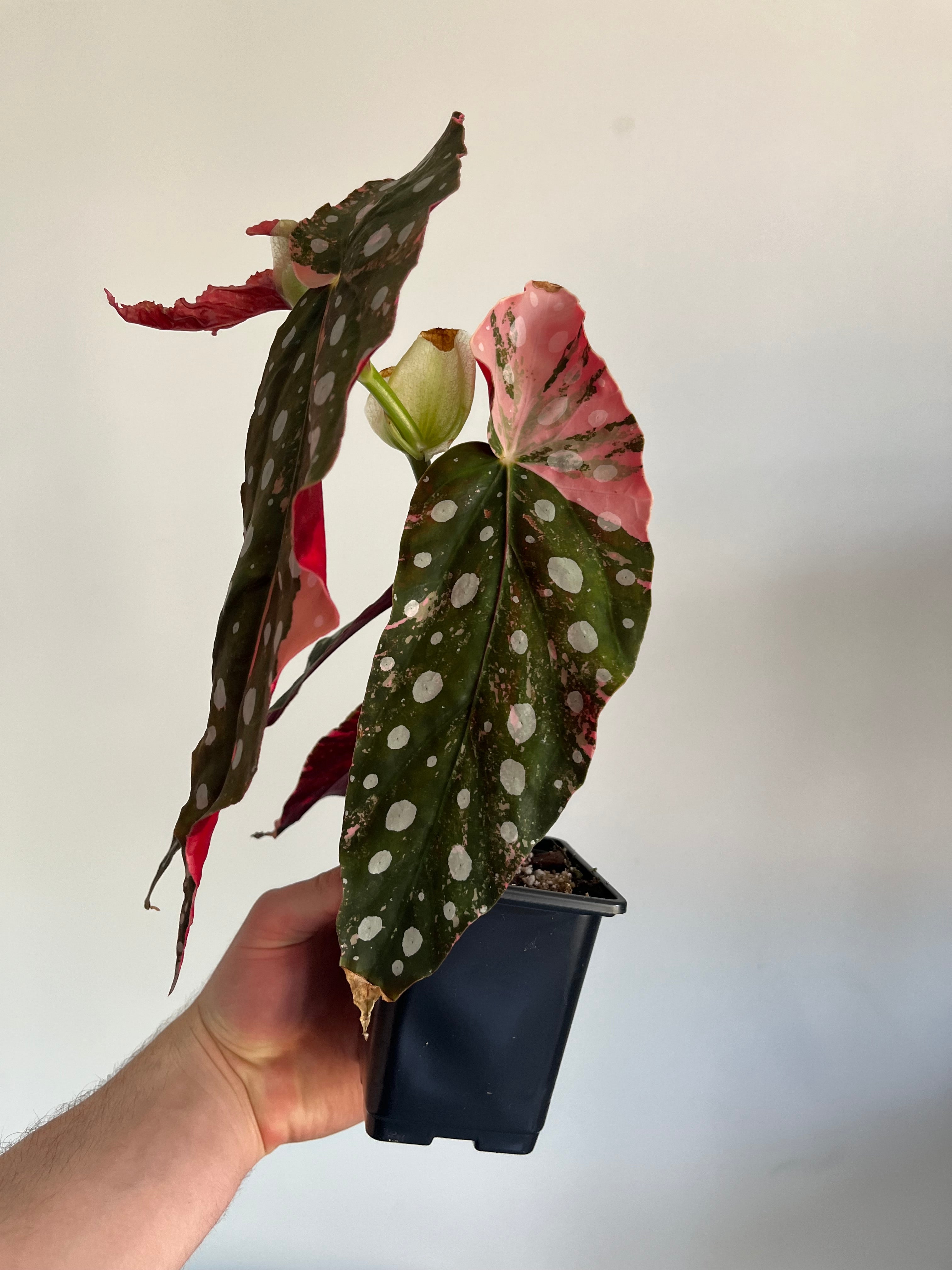 Begonia Maculata ‘pink’ #2