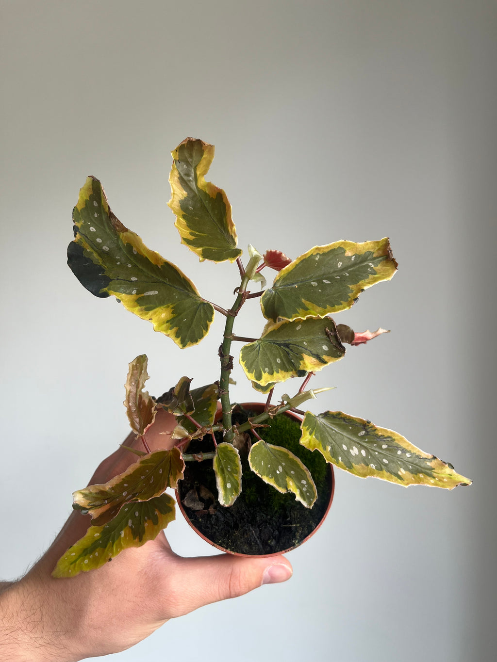 Begonia 'Dainty Spray Sport Variegata'