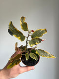 Begonia 'Dainty Spray Sport Variegata'