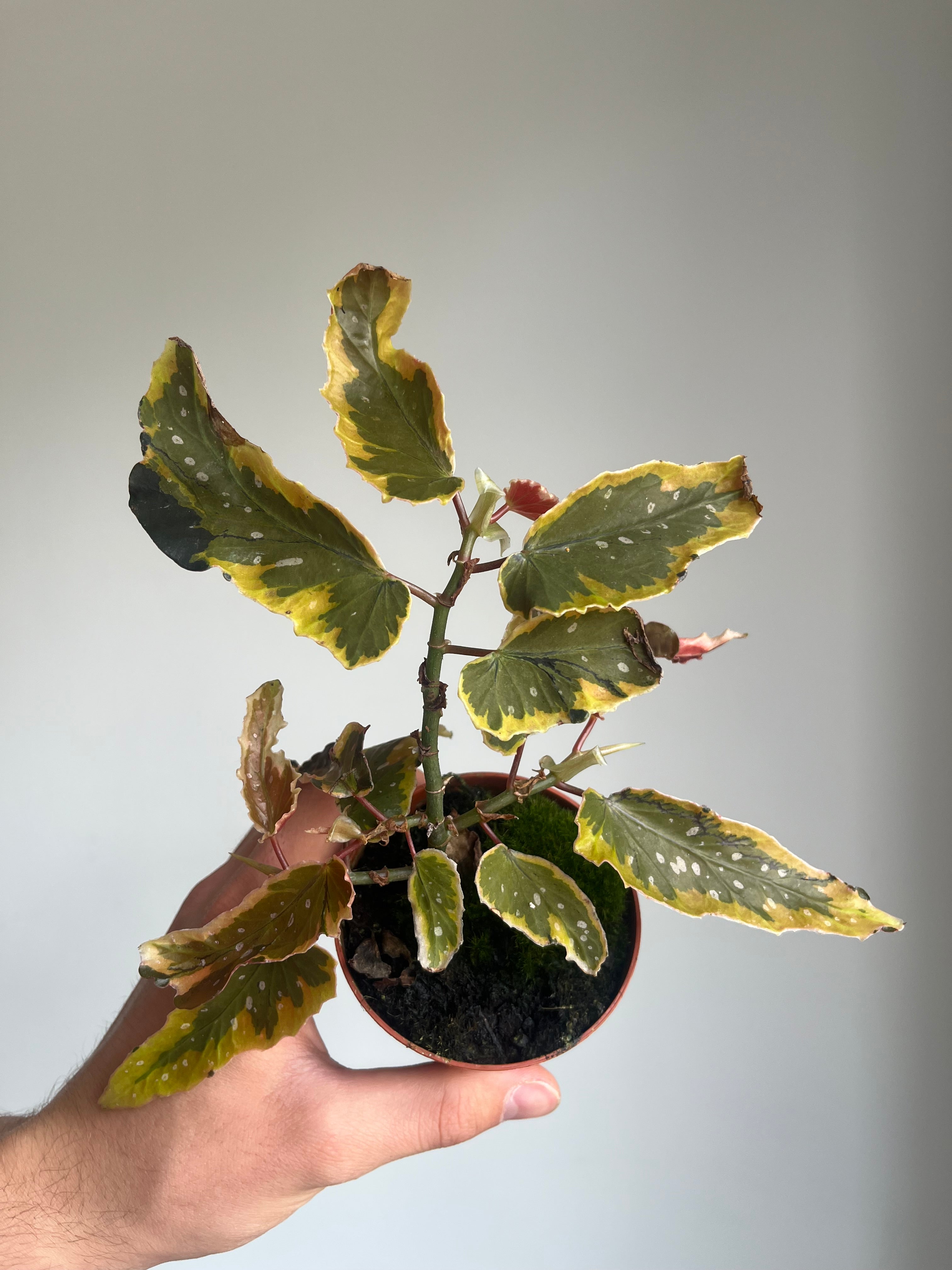 Begonia 'Dainty Spray Sport Variegata'