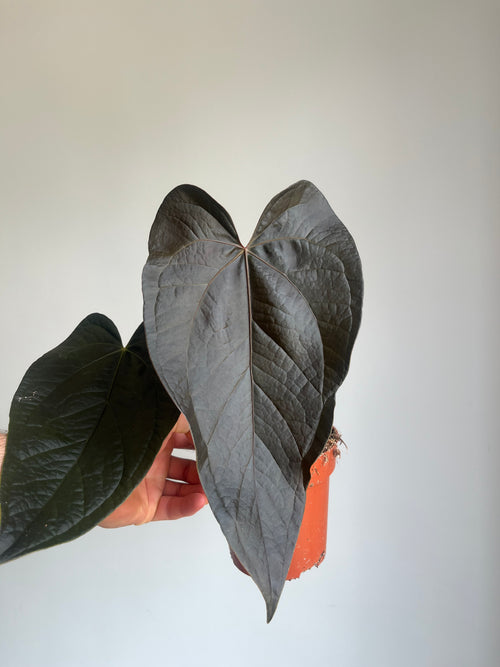 Anthurium 'Queen of Hearts'