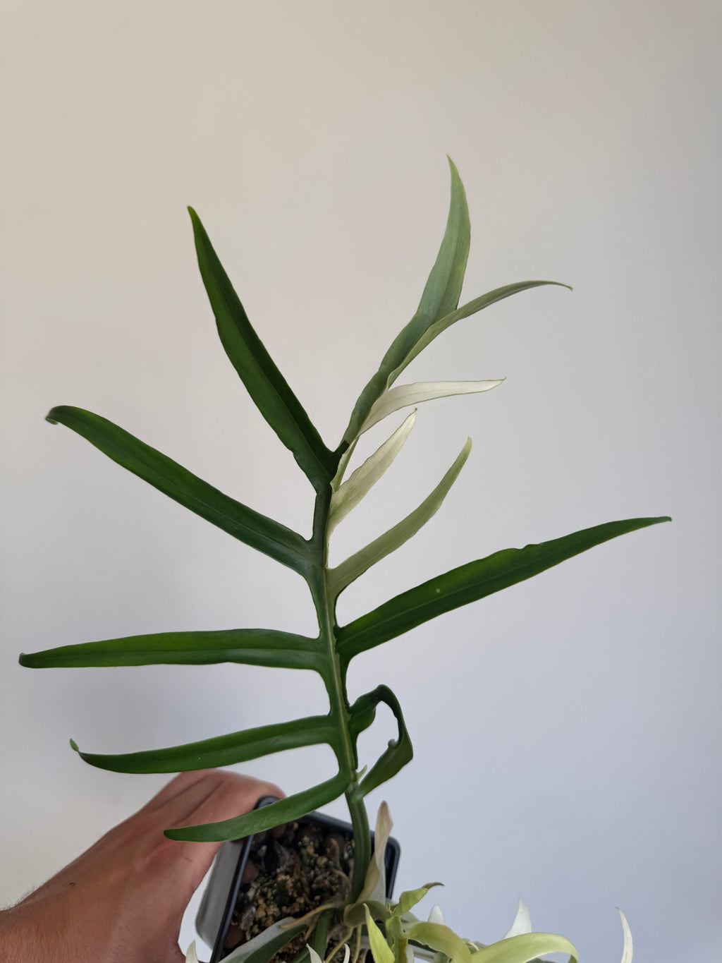 Philodendron Tortum Albo variegated