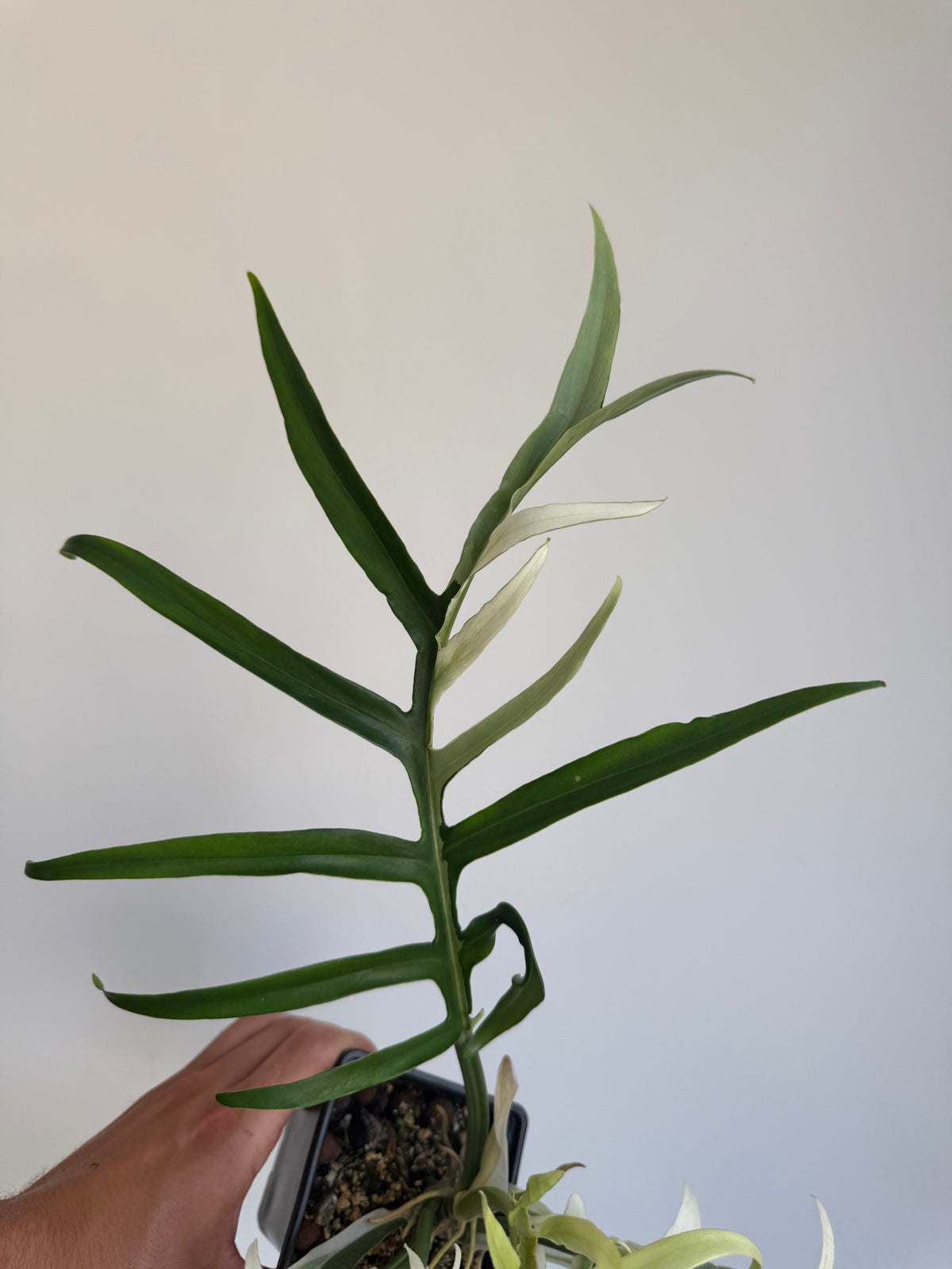 Philodendron Tortum Albo variegated