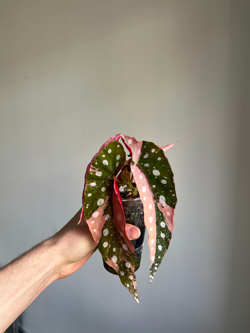 Begonia Maculata ‘pink’ #5