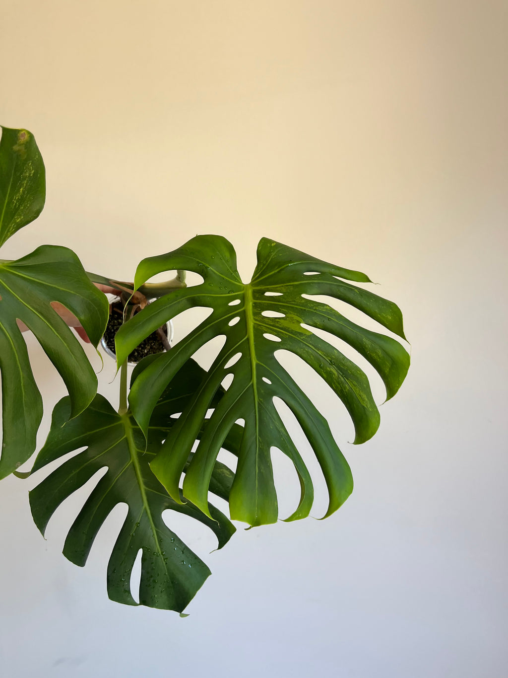 Monstera Lime lightning Large Form
