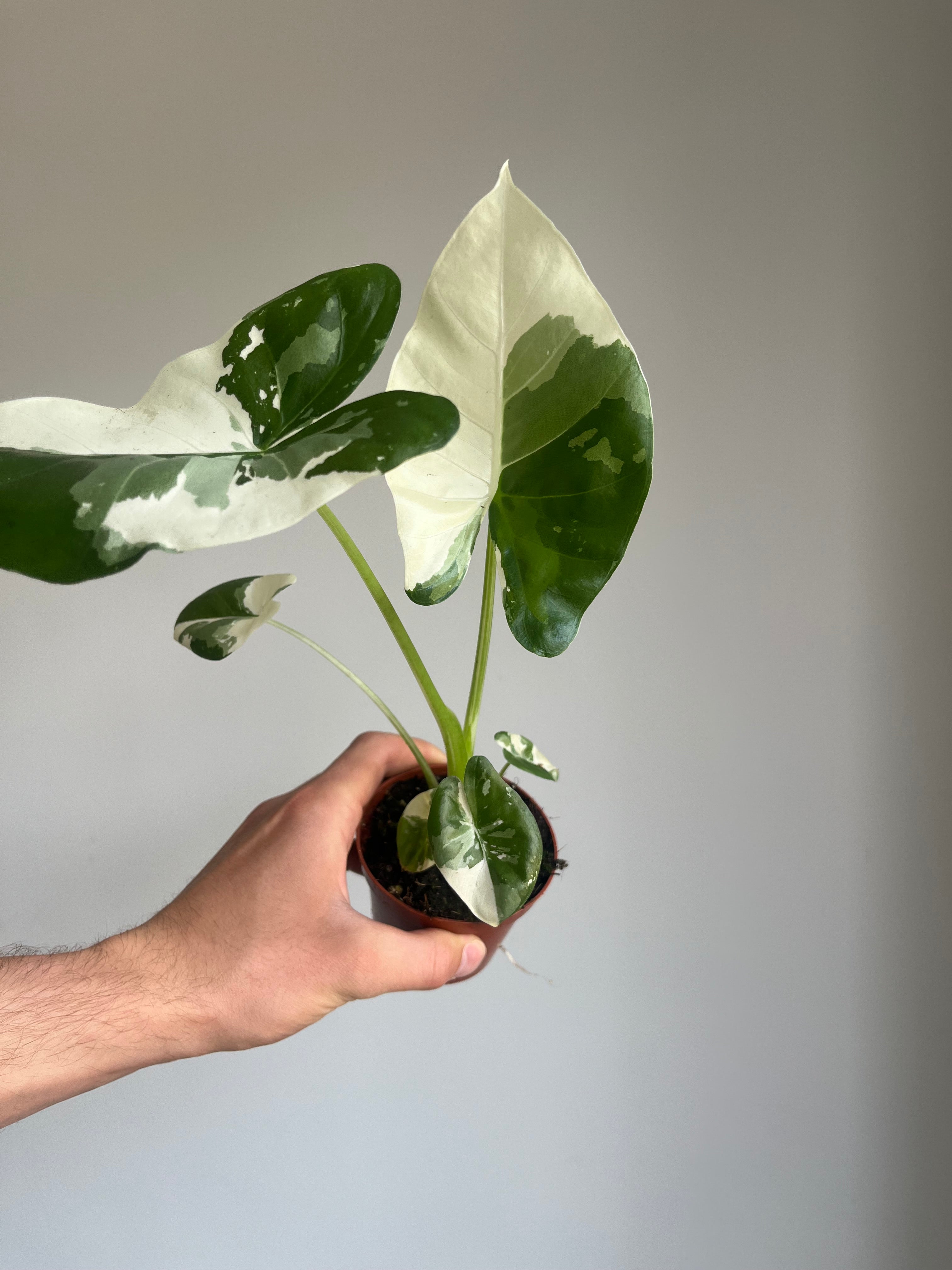 Alocasia macrorrhizos 'Variegata'