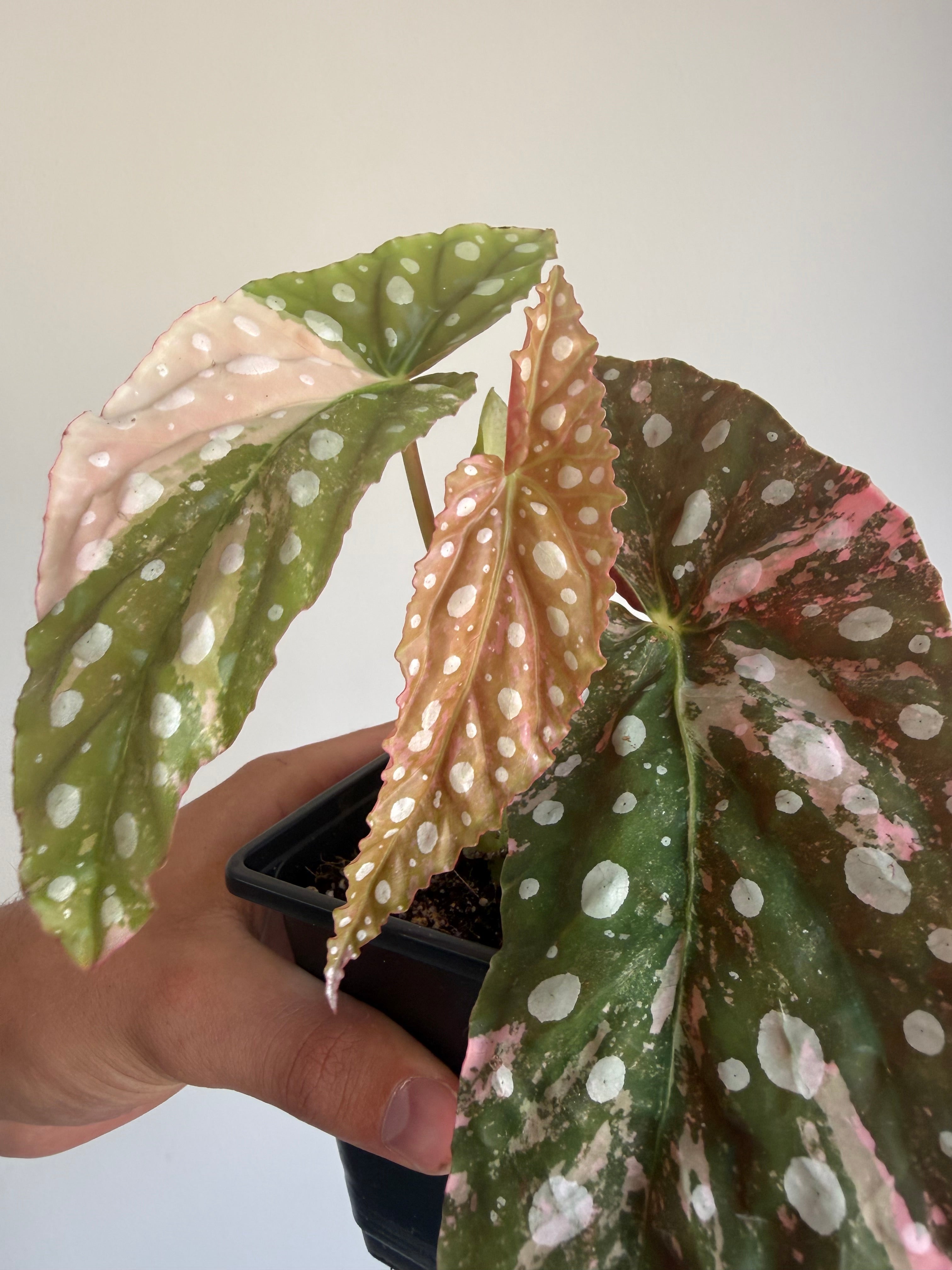 Begonia Maculata ‘pink’ #8