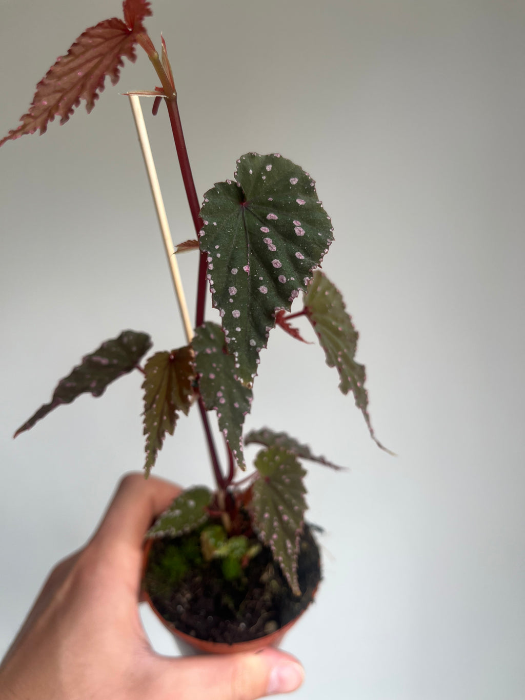 Begonia 'Sumatra Spotted'