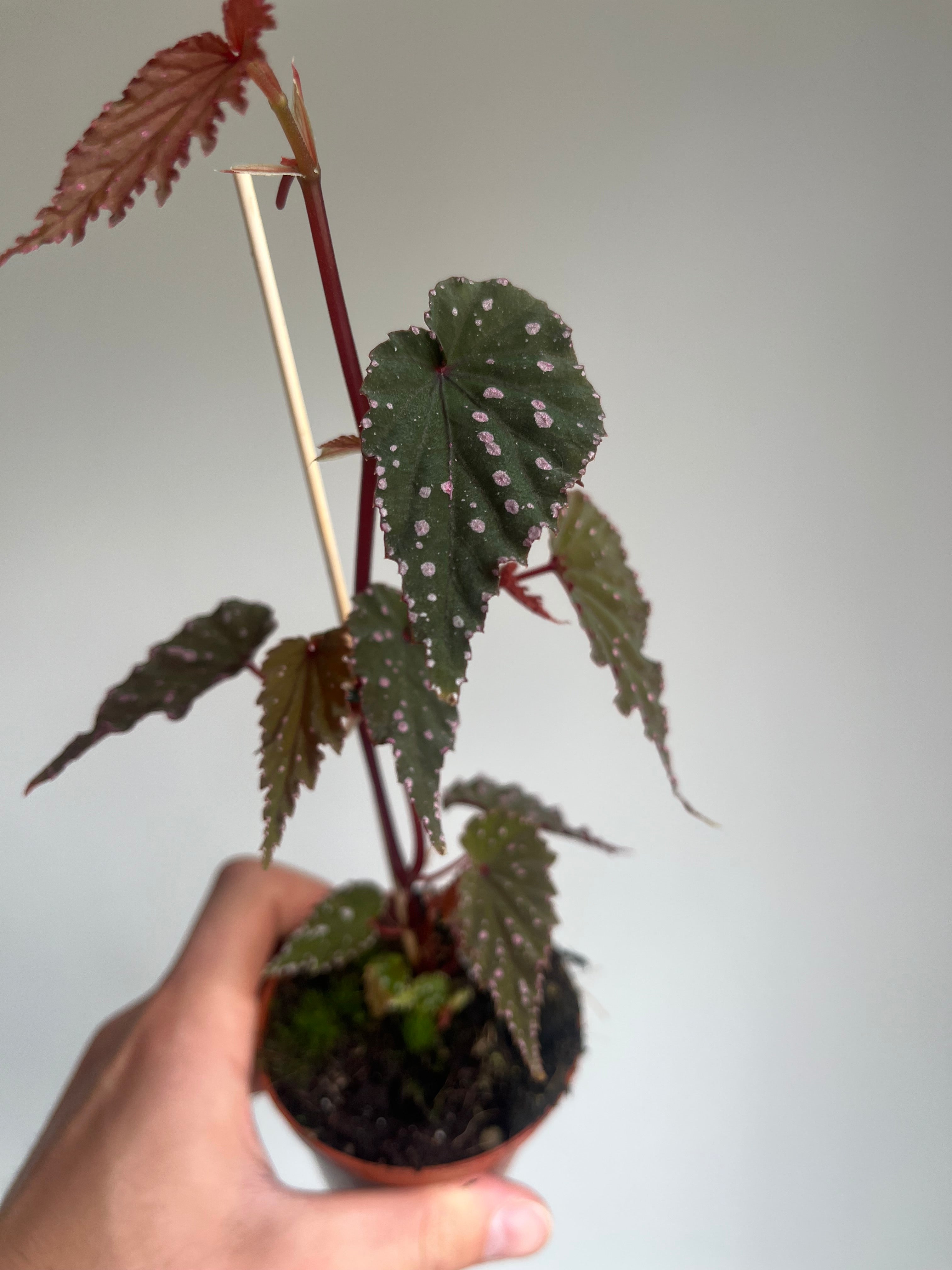 Begonia 'Sumatra Spotted'