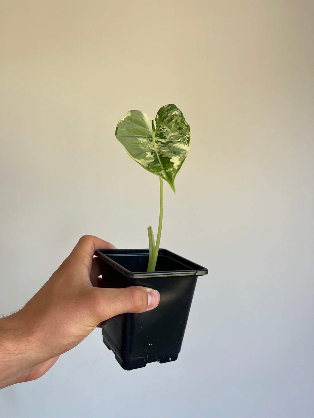 Alocasia frydek variegated (Small)