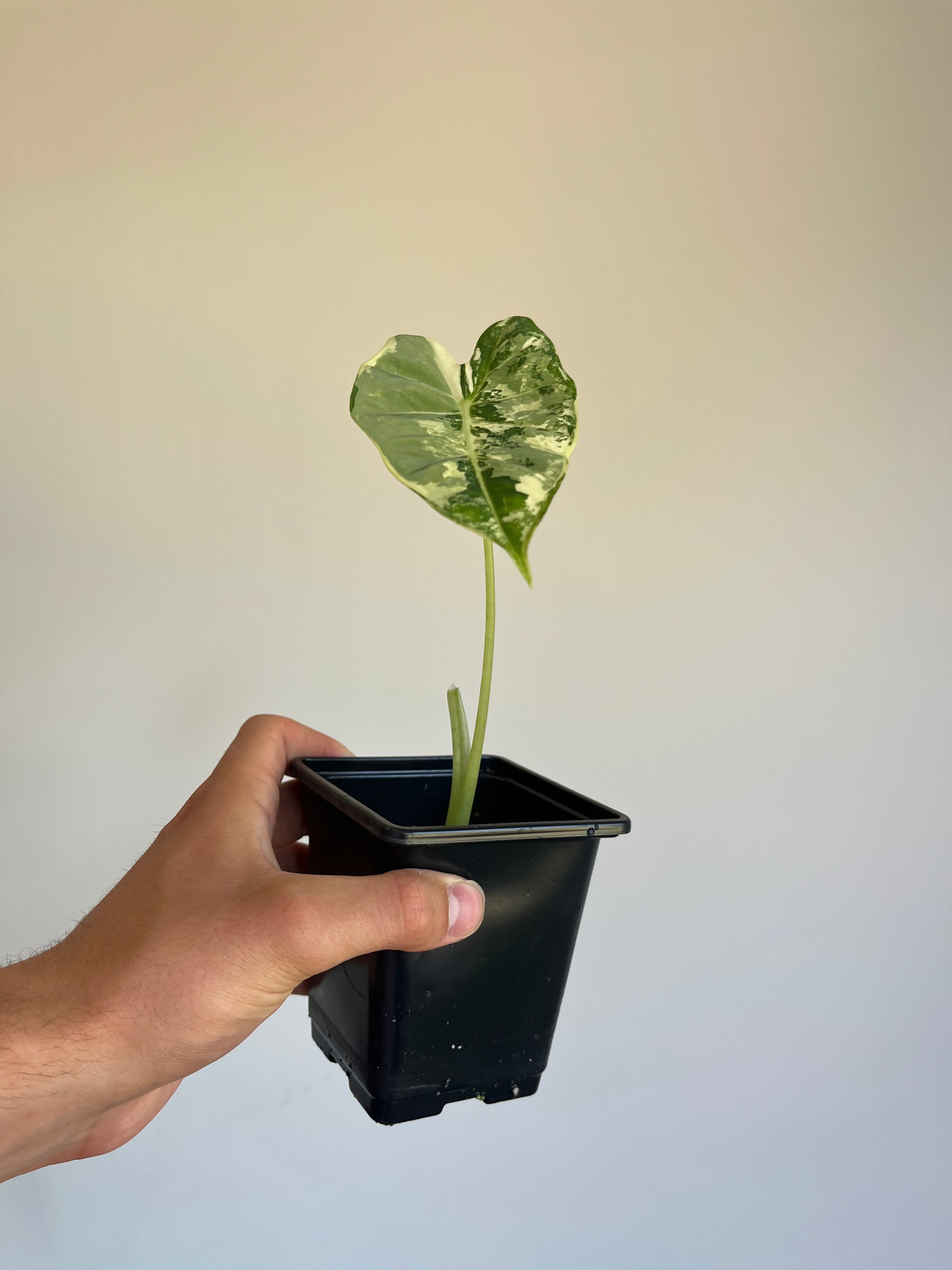 Alocasia frydek variegated (Small)