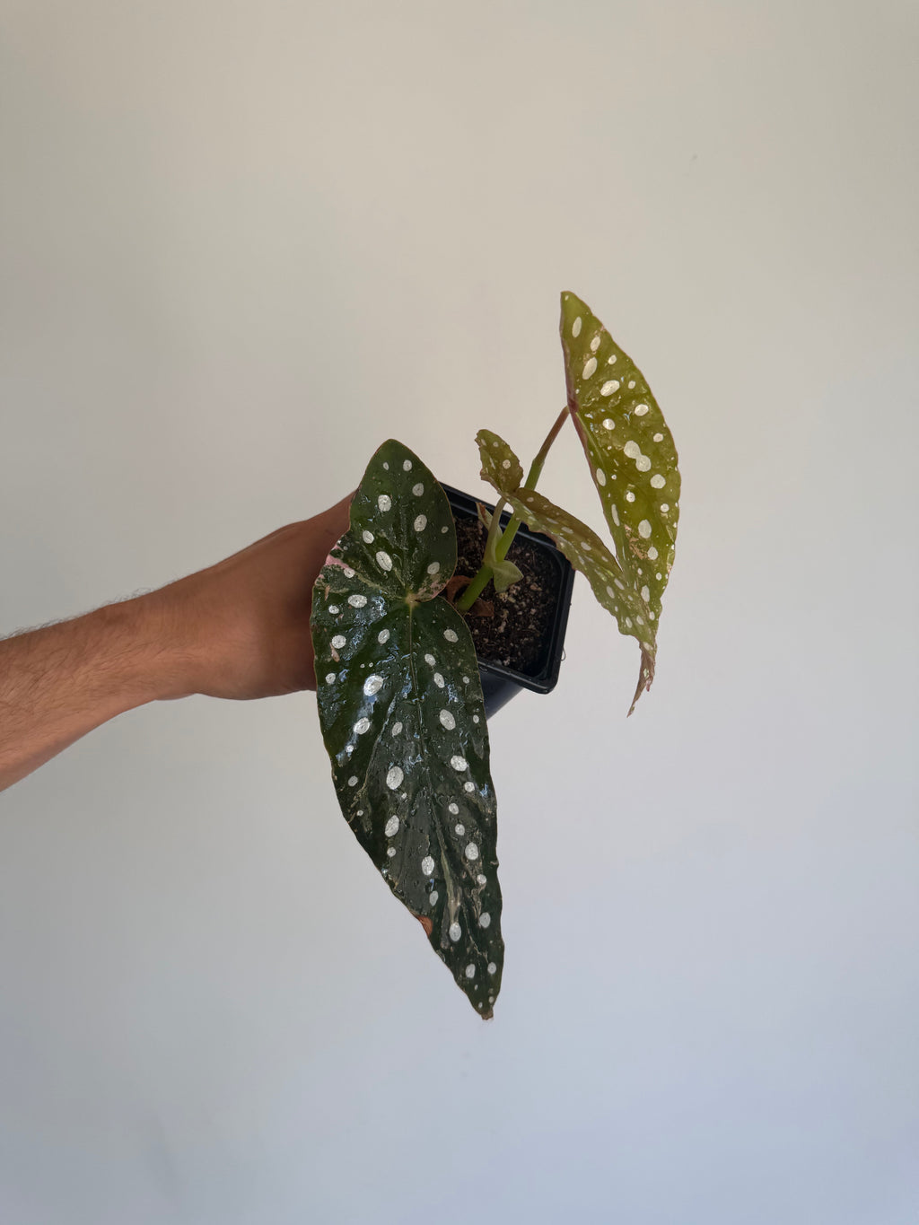 Begonia Maculata ‘pink’ #1