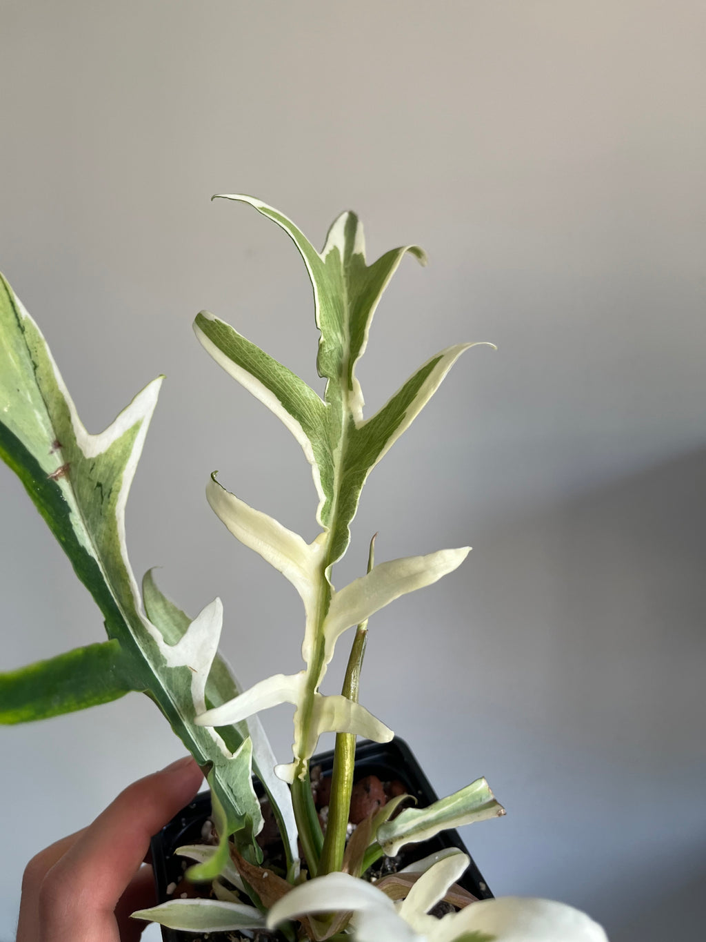 Philodendron Tortum Albo variegated